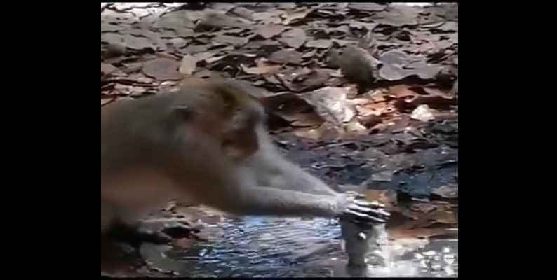 Video: माकडाला कळलं, पण माणसाला कधी कळणार?