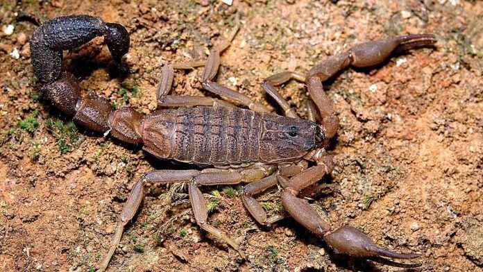 Scorpion bite 59 people in Ratnagiri