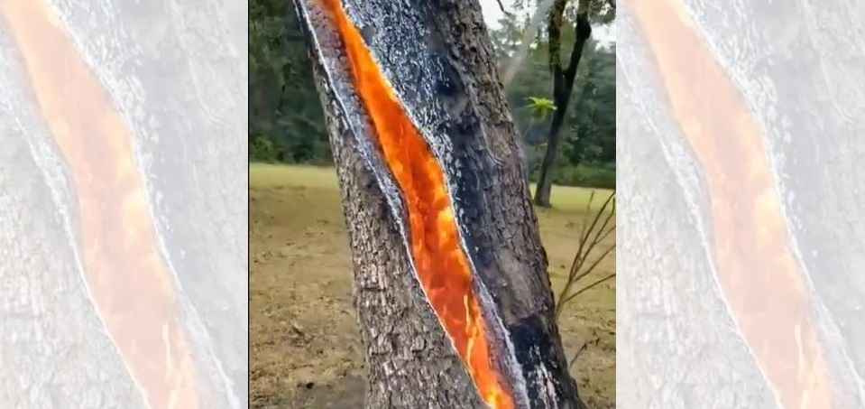 Video : आतून जळणारं झाड पाहिलंत का कधी?