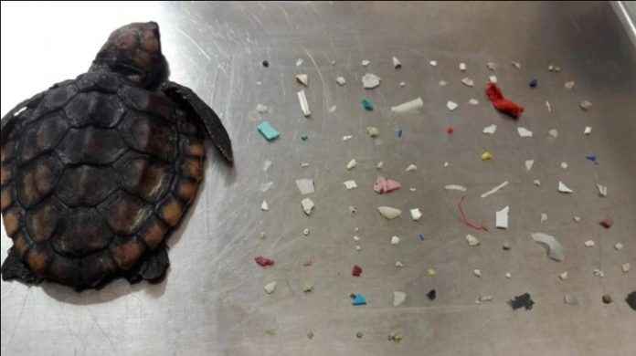 104 pieces of plastic found in dead baby turtle's belly. Heartbreaking pic upsets Internet