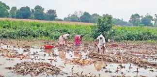 pune heavy rain crop compensation