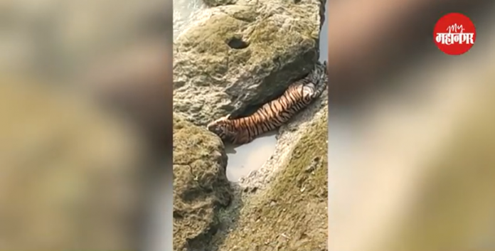 tiger stuck in shivna river forest officers rescued him