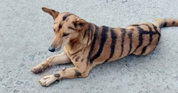 dog painted like tiger