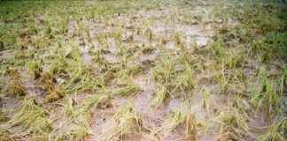 nashik unseasonal rain farmer affected