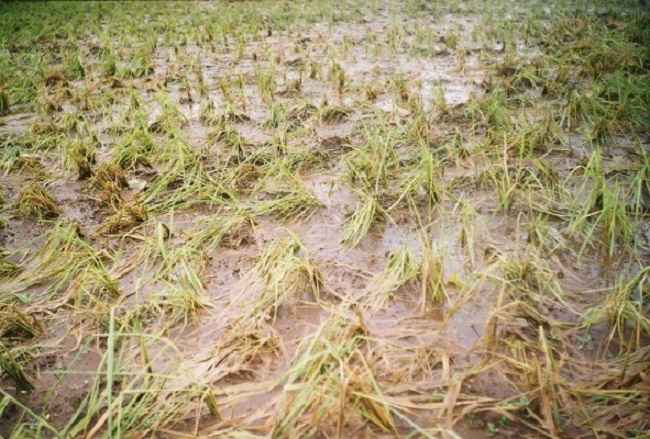 nashik unseasonal rain farmer affected