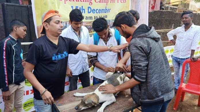 Wandering dogs and cats in Ulhasnagar were released from rabies by the 'Pause' organization