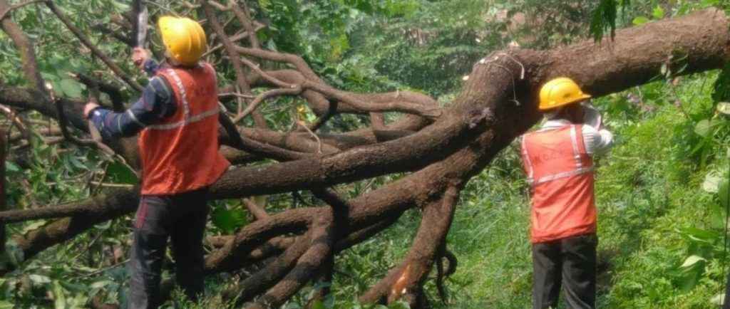 आरे वृक्षतोड प्रकरण : एक झाड तोडण्यासाठी १३ हजार रुपये?