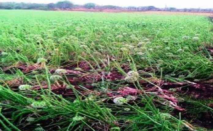 maharashtra government sanction 750 crore for unseasonal rain affected former