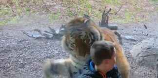 viral video ireland dublin a tiger attempted attack on a 7 yo boy in zoo