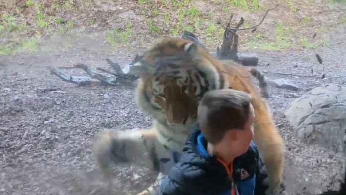 viral video ireland dublin a tiger attempted attack on a 7 yo boy in zoo