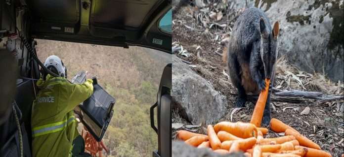 Carrots and sweet potatoes airdropped for animals during Australia bushfires. Thank you, says Internet