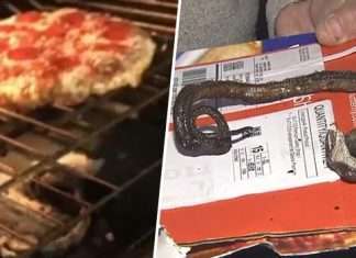 viral video north carolina family finds snake in oven while baking pizza