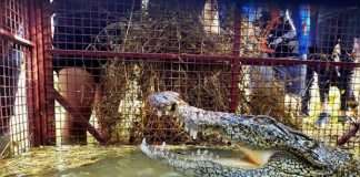 crocodile rescued from mulund after 40 days