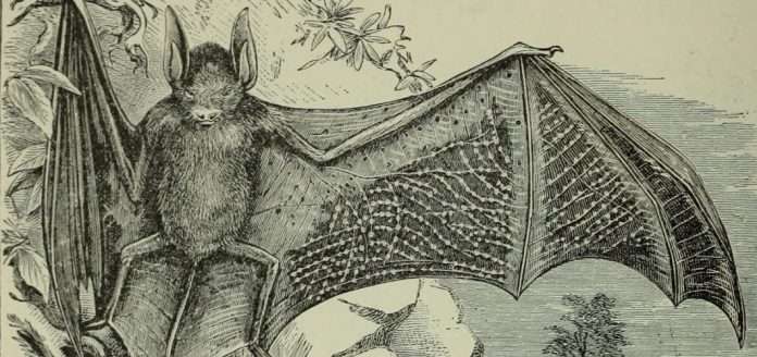 why bat caused corona