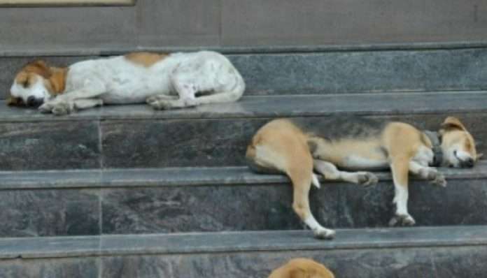 coronavirus lockdown dozen dogs died in 15 days in azamgarh uttar pradesh