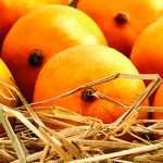 devgad mangoes price incres