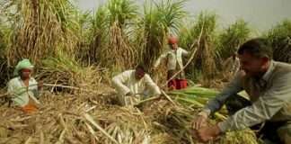 sugercane workers