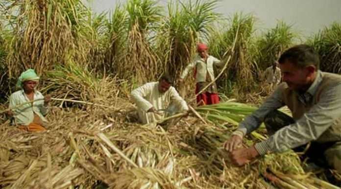 sugercane workers