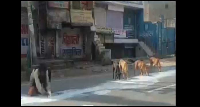 during lockdown man dog sharing spilt milk in agra shows lockdown desperation viral video