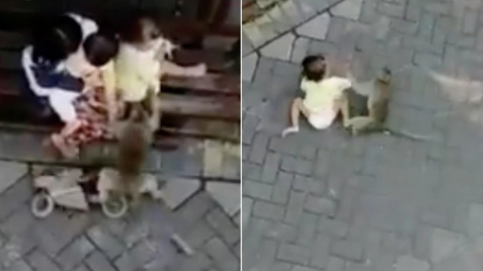 Monkey on mini bike tries to snatch a toddler. Viral video leaves Twitter with a lot of questions
