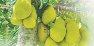 Jackfruit falls on man injuring him; at hospital, he tests positive for Covid