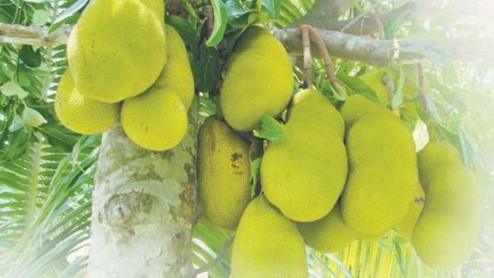 Jackfruit falls on man injuring him; at hospital, he tests positive for Covid