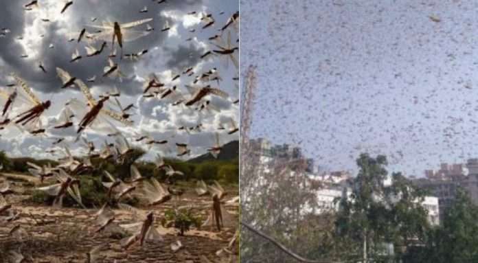 Locust Swarm attack