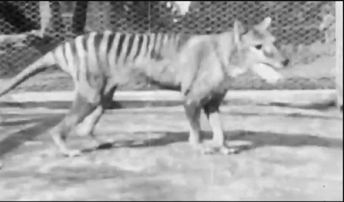 nfsa released video of last known tasmanian tiger see rare viral footage