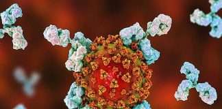 How do antibodies in the body defeat the corona virus?