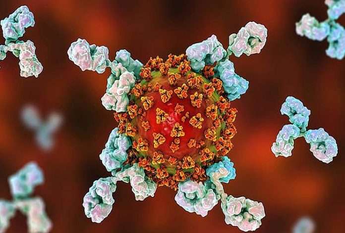 How do antibodies in the body defeat the corona virus?