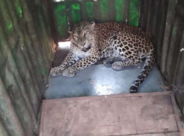 Sinnar: Leopard confiscated at Jogal Tembhi