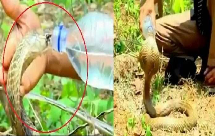 offering water to a cobra old video of forest officer goes viral on social media