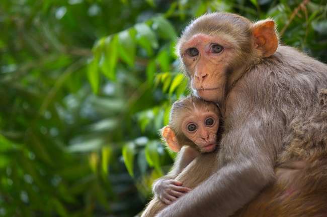 महाराष्ट्रात कोरोनावरील SARS COV- 2 या लस चाचणीचा होणार ३० माकडांवर प्रयोग!