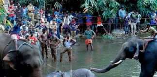 kerala pregnant elephant dies after eating fire cracker fruit case two people arrested