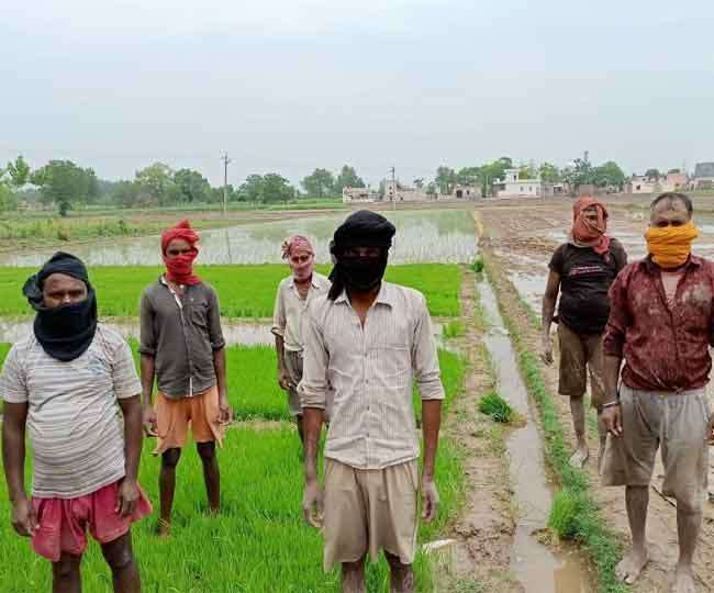 ropar workers could not return home due to missing train then took paddy transplanting contract