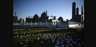 more than 1000 doves have died of starvation at afghanistan famed blue tiled mosque in mazar i sharif dlaf