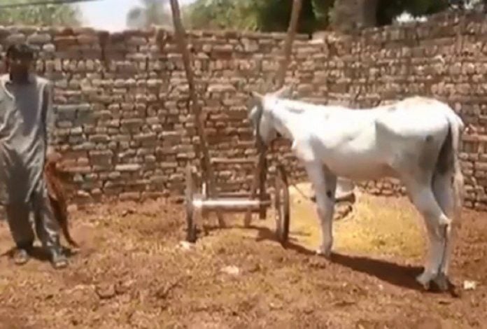 Donkey released after Pakistan police swoop on gambling race