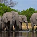 elephants in konkan