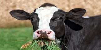 cow antibodies can kill covid 19 new study in america