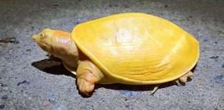 odisha yellow colored rare turtle forest department