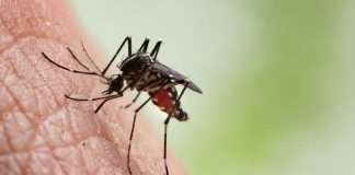 Malaria viral