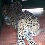 Leopards captured in Chincholi