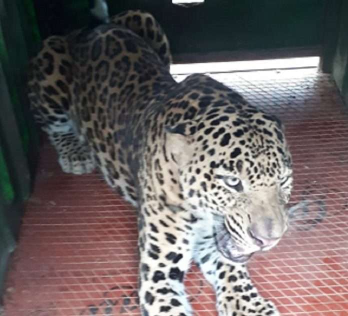 Leopards captured in Chincholi