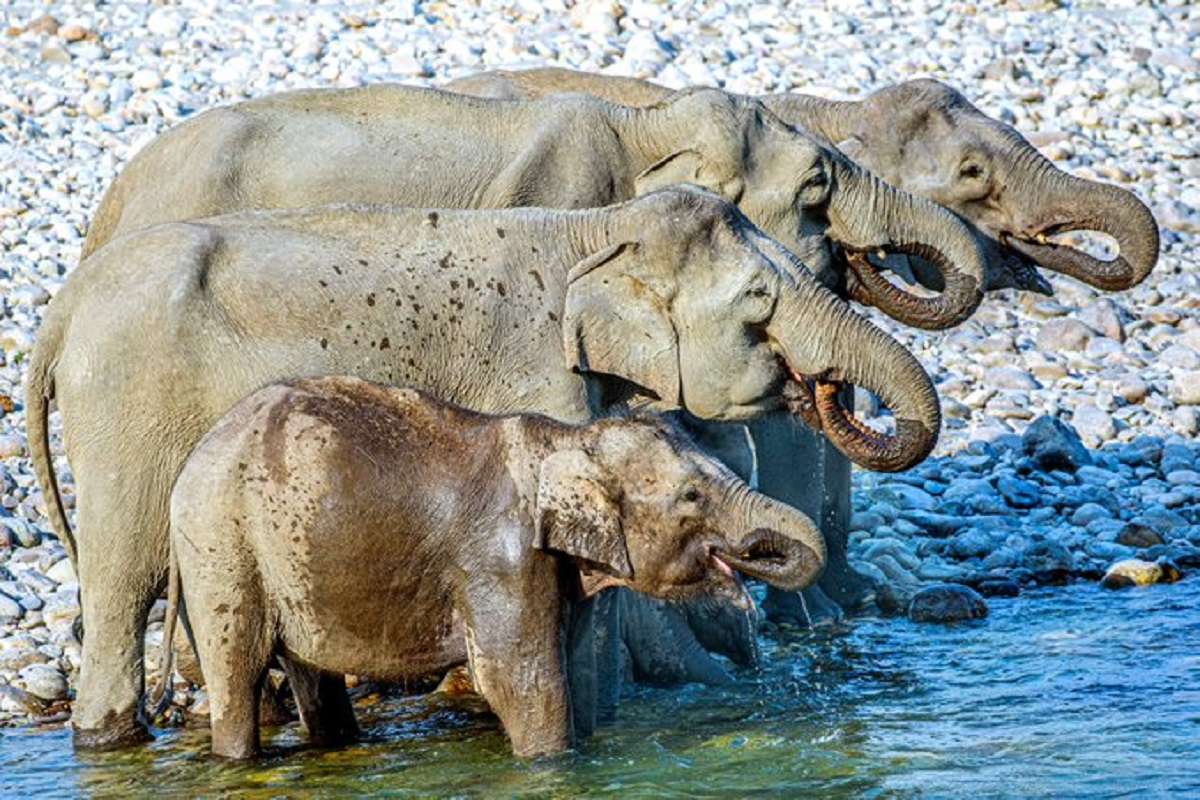 elephant drink water