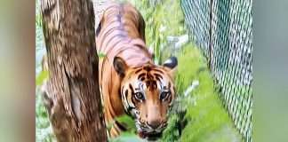 sanjay gandhi tiger died due to cancer