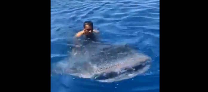 viral video man jump on whale shark fish and iding in water
