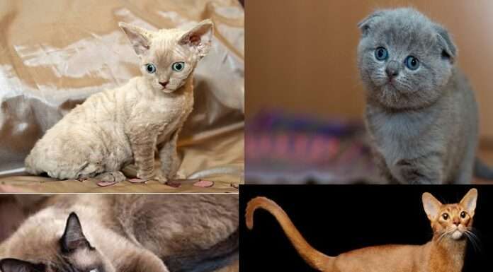 See different types of cats