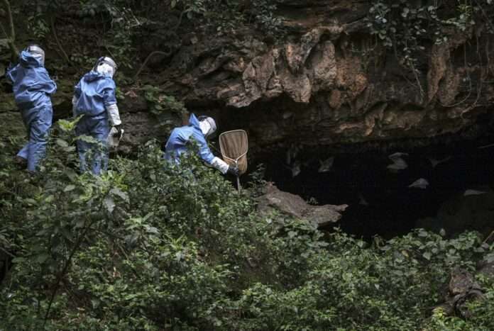 thailand caves bats coronavirus
