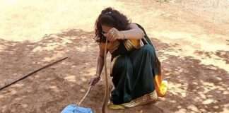 Karnataka Woman Dressed In Saree Capturing A Snake Video Is Going Viral