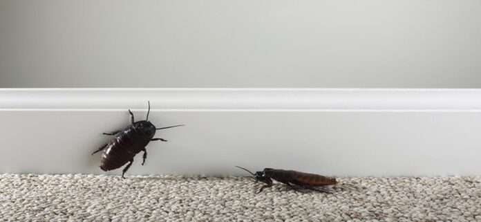 get rid roaches naturally